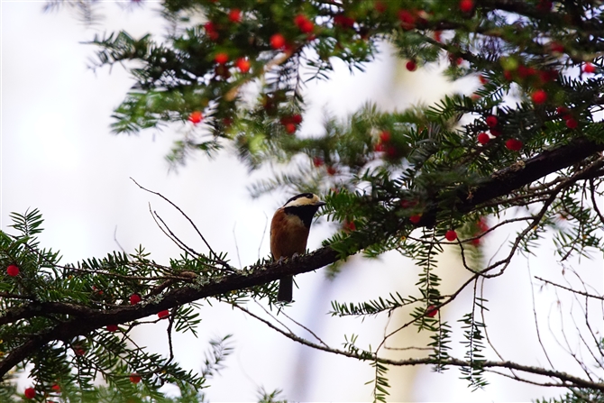 }K,Varied Tit